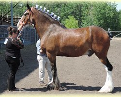 Pferd Boulder Bluff Hummer (Clydesdale, 2011, von Somewhere Yankee's Cody)