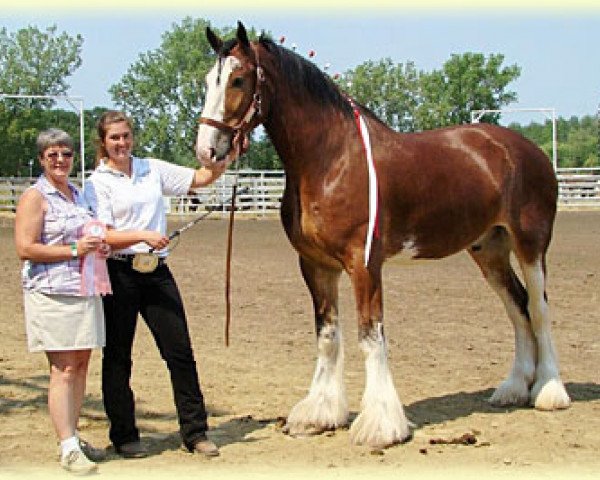 Pferd Boulder Bluff Jim (Clydesdale, 2003, von Weidmen's View Sebastien)