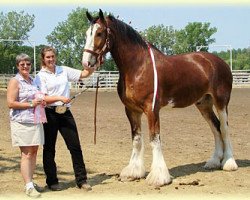 Pferd Boulder Bluff Jim (Clydesdale, 2003, von Weidmen's View Sebastien)