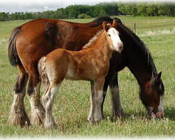 Zuchtstute Boulder Bluff Jessie (Clydesdale, 1997, von Willoway Hughy)