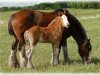 Zuchtstute Boulder Bluff Jessie (Clydesdale, 1997, von Willoway Hughy)