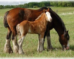 Zuchtstute Boulder Bluff Jessie (Clydesdale, 1997, von Willoway Hughy)