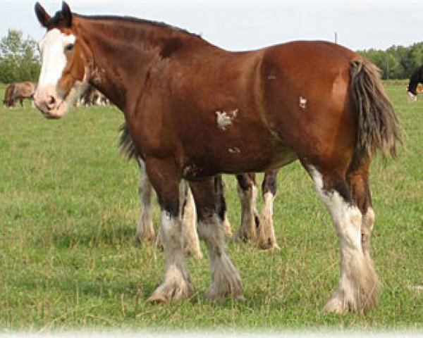 Zuchtstute Boulder Bluff Jennie (Clydesdale, 2002, von Windy Ridge Prince Charles)