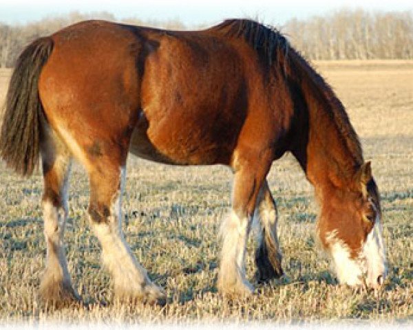 Zuchtstute Boulder Bluff Jayla (Clydesdale, 2005, von Boulder Bluff Challenger)