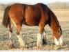 Zuchtstute Boulder Bluff Jayla (Clydesdale, 2005, von Boulder Bluff Challenger)