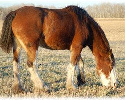 broodmare Boulder Bluff Jayla (Clydesdale, 2005, from Boulder Bluff Challenger)