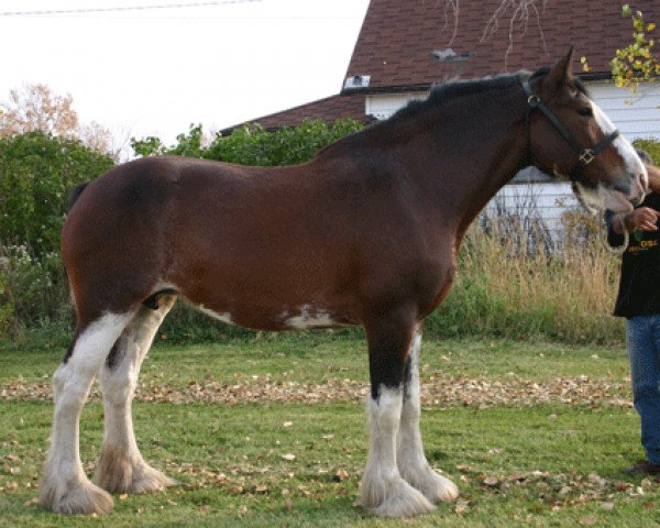 Zuchtstute Boulder Bluff Jasmine (Clydesdale, 2002, von Windy Ridge Prince Charles)