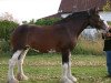 broodmare Boulder Bluff Jasmine (Clydesdale, 2002, from Windy Ridge Prince Charles)