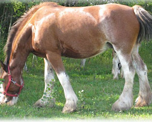 broodmare Boulder Bluff Jaden (Clydesdale, 2003, from Windy Ridge Prince Charles)