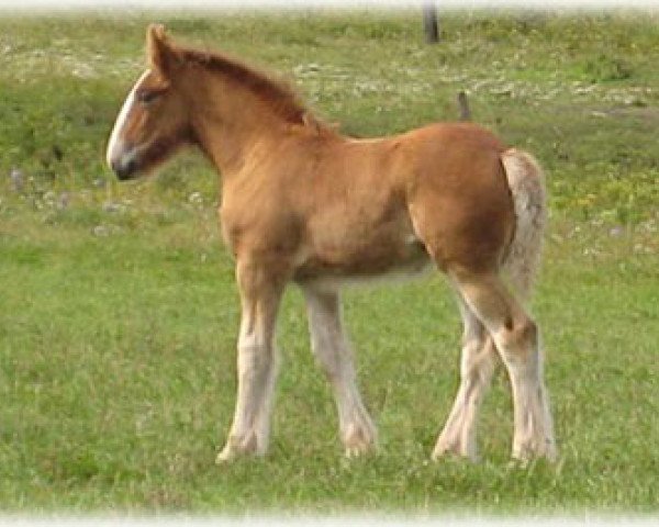 Zuchtstute Boulder Bluff Hydee (Clydesdale, 2009, von Hewal Classic Bentley)