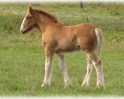 broodmare Boulder Bluff Hydee (Clydesdale, 2009, from Hewal Classic Bentley)