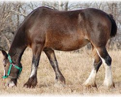 Zuchtstute Boulder Bluff Hoxie (Clydesdale, 2005, von Glencairn Castle Commander)