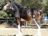 broodmare Boulder Bluff Hillory (Clydesdale, 2004, from Glencairn Castle Commander)