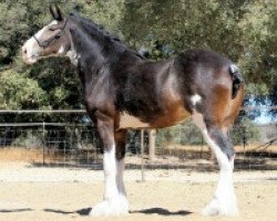 Zuchtstute Boulder Bluff Hillory (Clydesdale, 2004, von Glencairn Castle Commander)