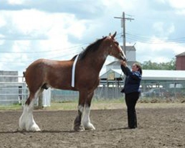 stallion Boulder Bluff Heston (Clydesdale, 2007, from Glencairn Castle Commander)