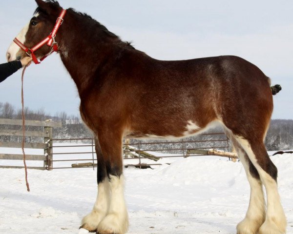 Zuchtstute Boulder Bluff Happy (Clydesdale, 2010, von Maple Stone Dufferin)