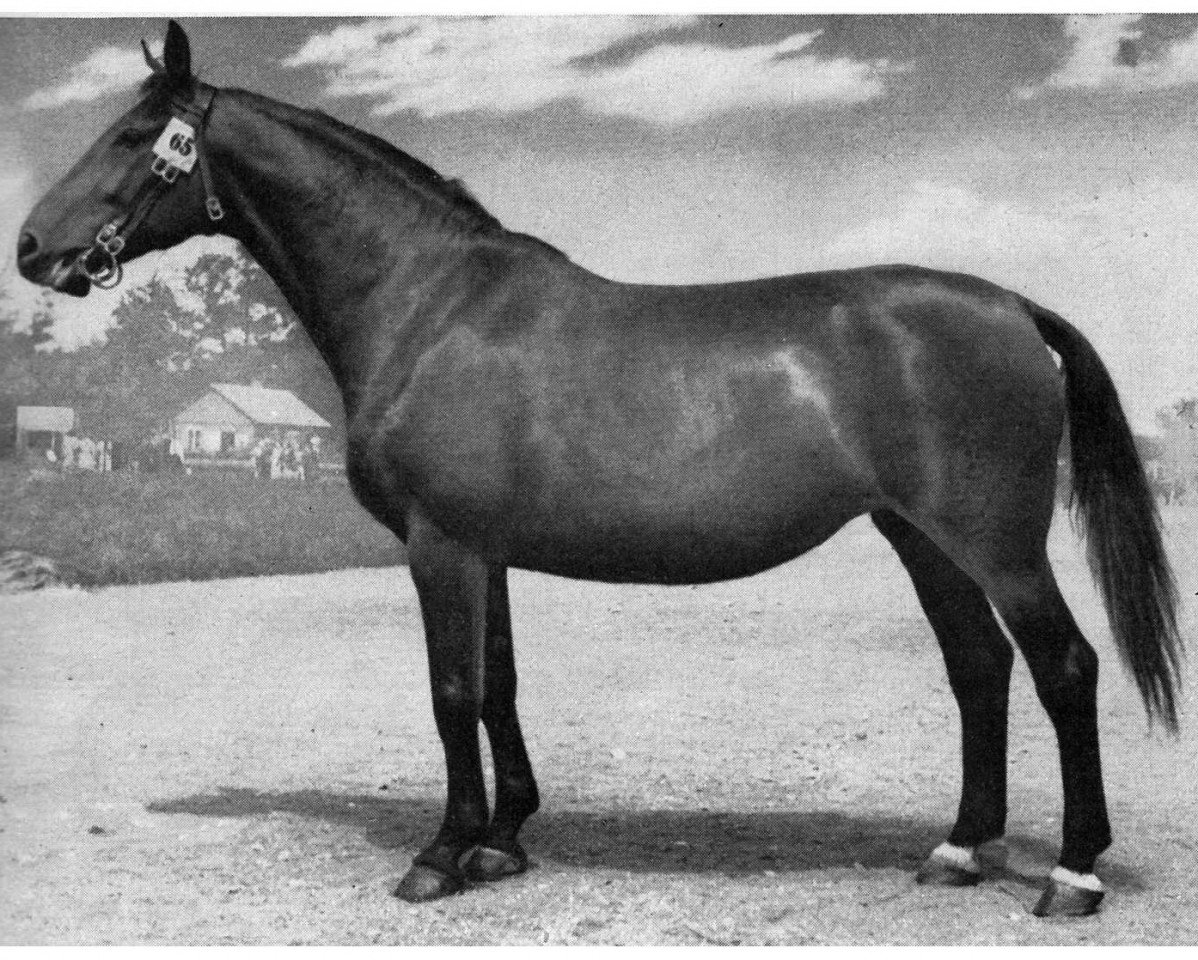 broodmare Rosa von Teetz H.17396 (Brandenburg, 1944, from Donnerkeil)