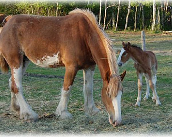 broodmare Boulder Bluff Hope (Clydesdale, 2002, from Windy Ridge Prince Charles)