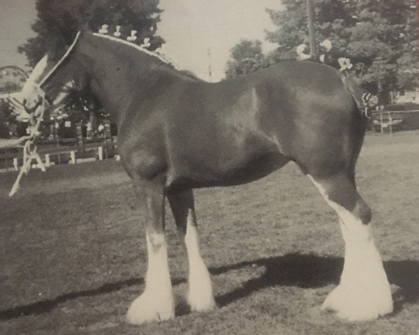 Zuchtstute Towerview Ainsley Supreme (Clydesdale, 1996, von Benedictine Gold Nugget)