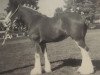 broodmare Towerview Ainsley Supreme (Clydesdale, 1996, from Benedictine Gold Nugget)