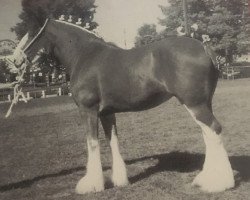 broodmare Towerview Ainsley Supreme (Clydesdale, 1996, from Benedictine Gold Nugget)