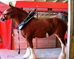 broodmare Boulder Bluff Hannah (Clydesdale, 2010, from Towerview Major Attraction)