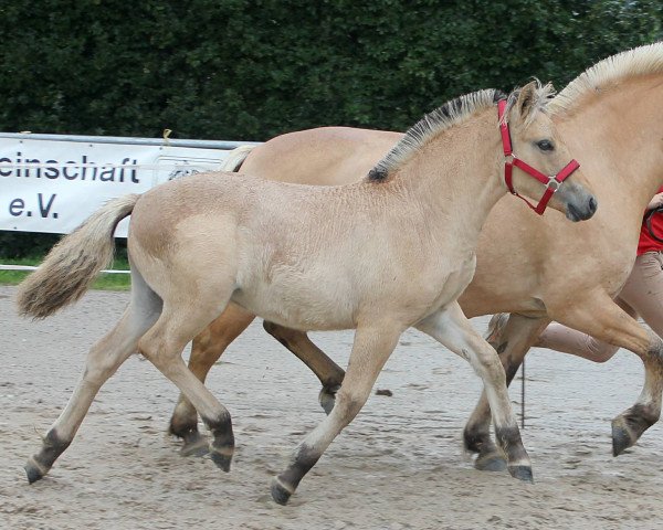 Pferd Alana (Fjordpferd, 2021, von Fjordbækken’s Sidan)