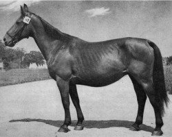 broodmare Anastralia von Netzow H. 18260 (Brandenburg, 1945, from Cannstatt 2002)