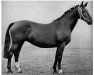 horse Edelia H. 617 (Holsteiner, 1940, from Loretto)