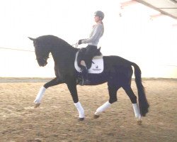 dressage horse Neandra PS (Oldenburger, 2013, from Negro)