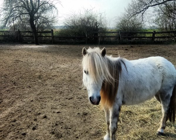 broodmare Branda (German Classic Pony, 2009, from Domingo)