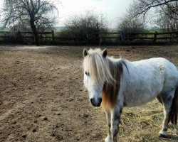 Zuchtstute Branda (Deutsches Classic Pony, 2009, von Domingo)