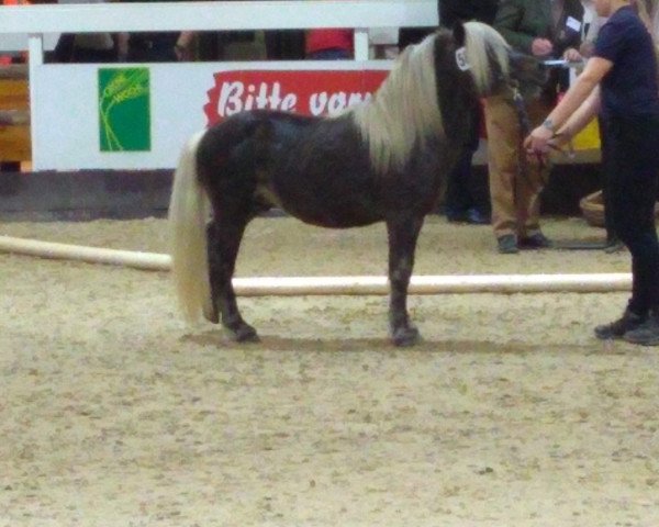 Deckhengst Janosch von Krummesse (Deutsches Classic Pony, 2007, von Blastou v.Clus)