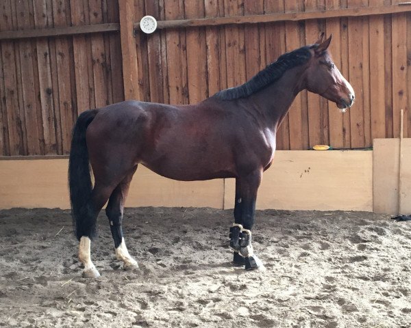 Springpferd Dahiba G (Württemberger, 2012, von Dibadu L)