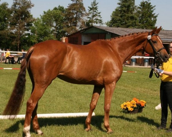 broodmare Weltrubin N (Hanoverian, 2008, from Weltmeyer)