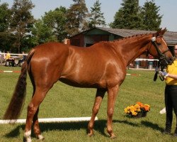 broodmare Weltrubin N (Hanoverian, 2008, from Weltmeyer)