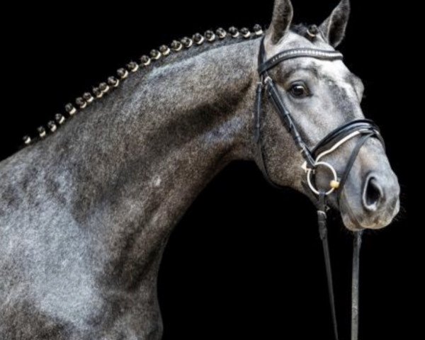 stallion Caytens (Hanoverian, 2016, from Cornet Obolensky)