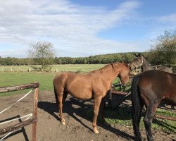 broodmare Wariandra (Hanoverian, 2002, from Waterford)