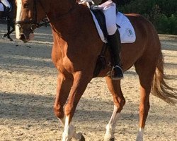 dressage horse Carenado P (Oldenburg, 2004, from Couleur Rubin)