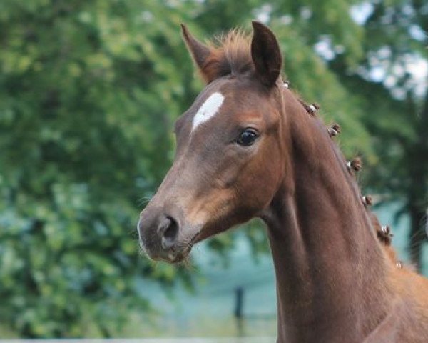 dressage horse Dia Ainhoa (German Sport Horse, 2020, from Don Deluxe)