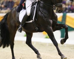 dressage horse Connycor (Oldenburg, 2001, from Capriccio 38)