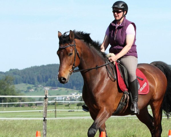 Dressurpferd Elyon (Westfale, 2010, von Ehrenpreis)