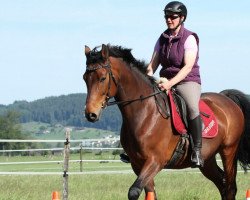 horse Elyon (Westfale, 2010, from Ehrenpreis)