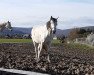 broodmare Centina 21 (Oldenburg show jumper, 2010, from Cento)