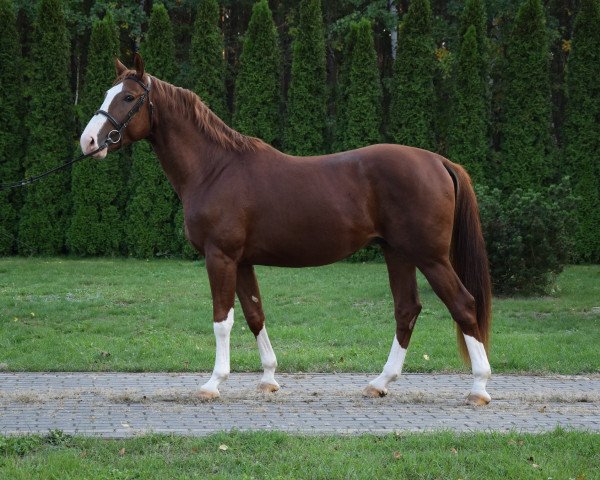 horse Gold Prince (Polish Warmblood, 2016)