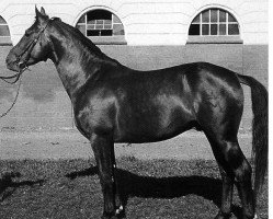 stallion Aswin 2728 Re./1149 Mo. (Mecklenburg, 1948, from Asmodi)