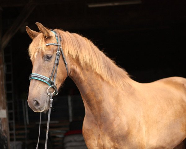 horse Fortis (KWPN (Royal Dutch Sporthorse), 2010, from Manno)