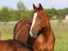 broodmare Dear Daling N (Hanoverian, 2011, from Detroit)