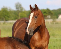 broodmare Dear Daling N (Hanoverian, 2011, from Detroit)