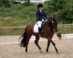 dressage horse Fire of Fridolin Oho (Westphalian, 2009, from Fridolin Oho)